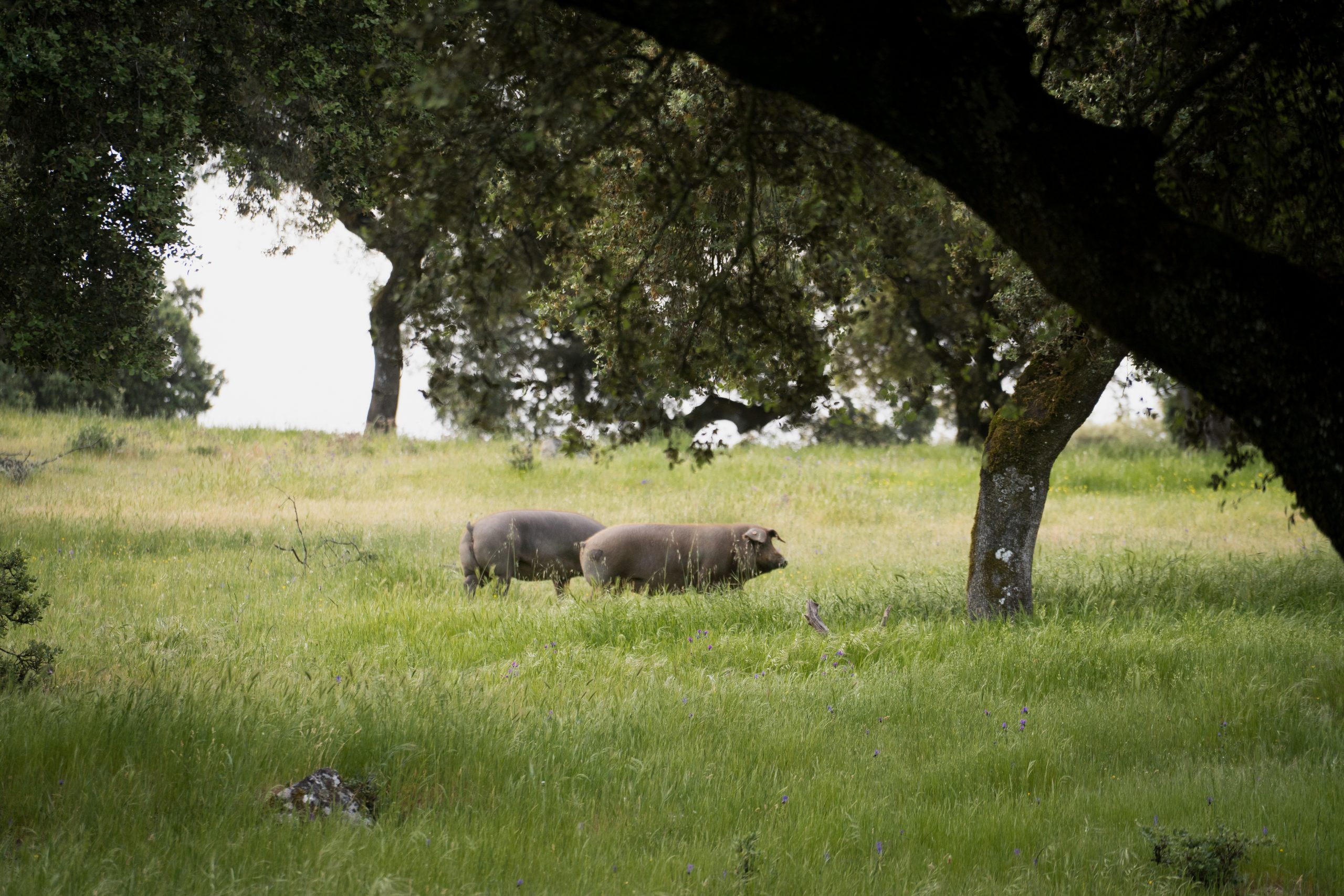 La dehesa extremeña: el paraíso del cerdo ibérico